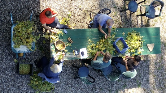 Les administrateurs de la brasserie trient le houblon du jardin lors de leur séminaire estival