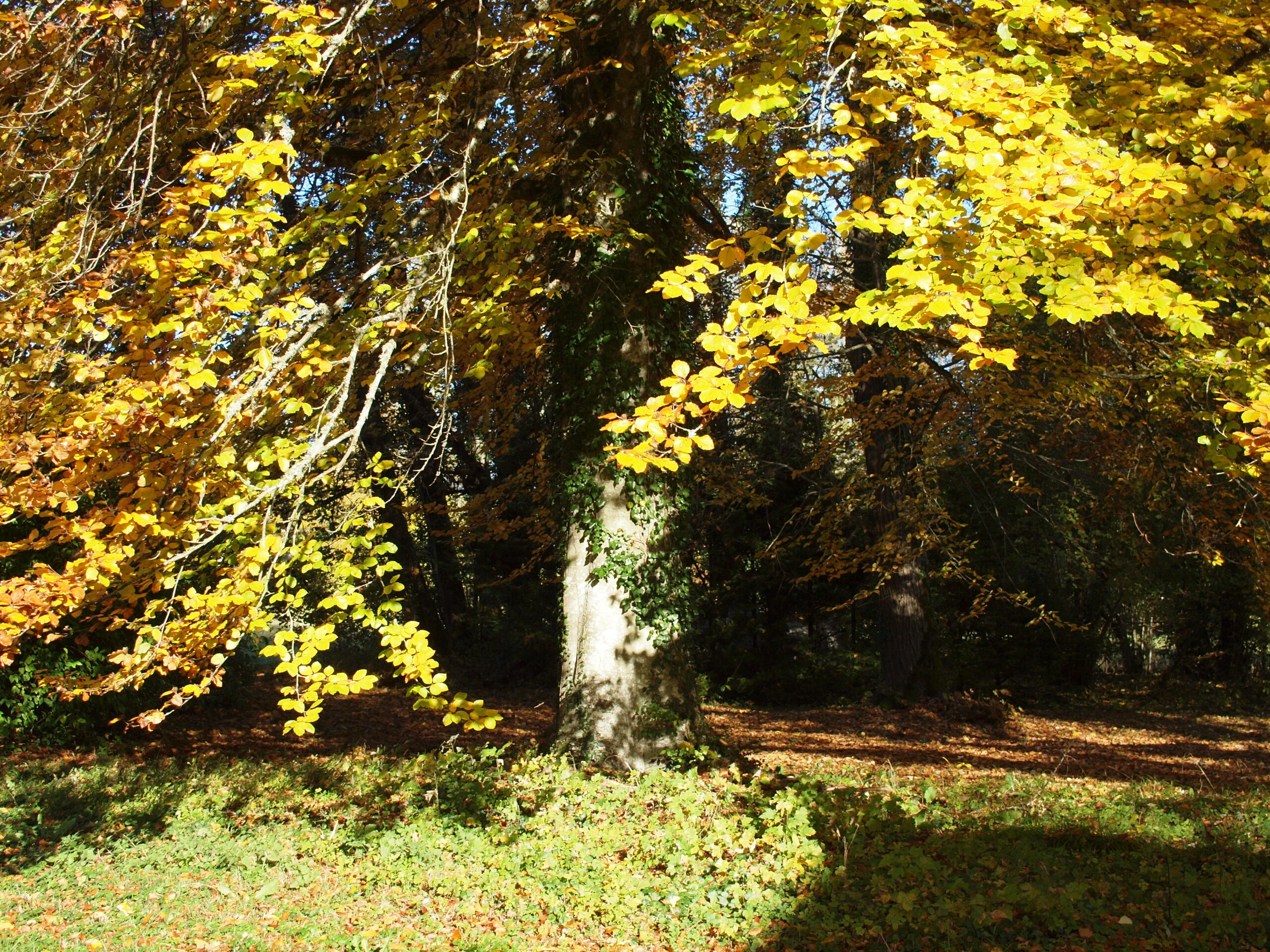 L'automne