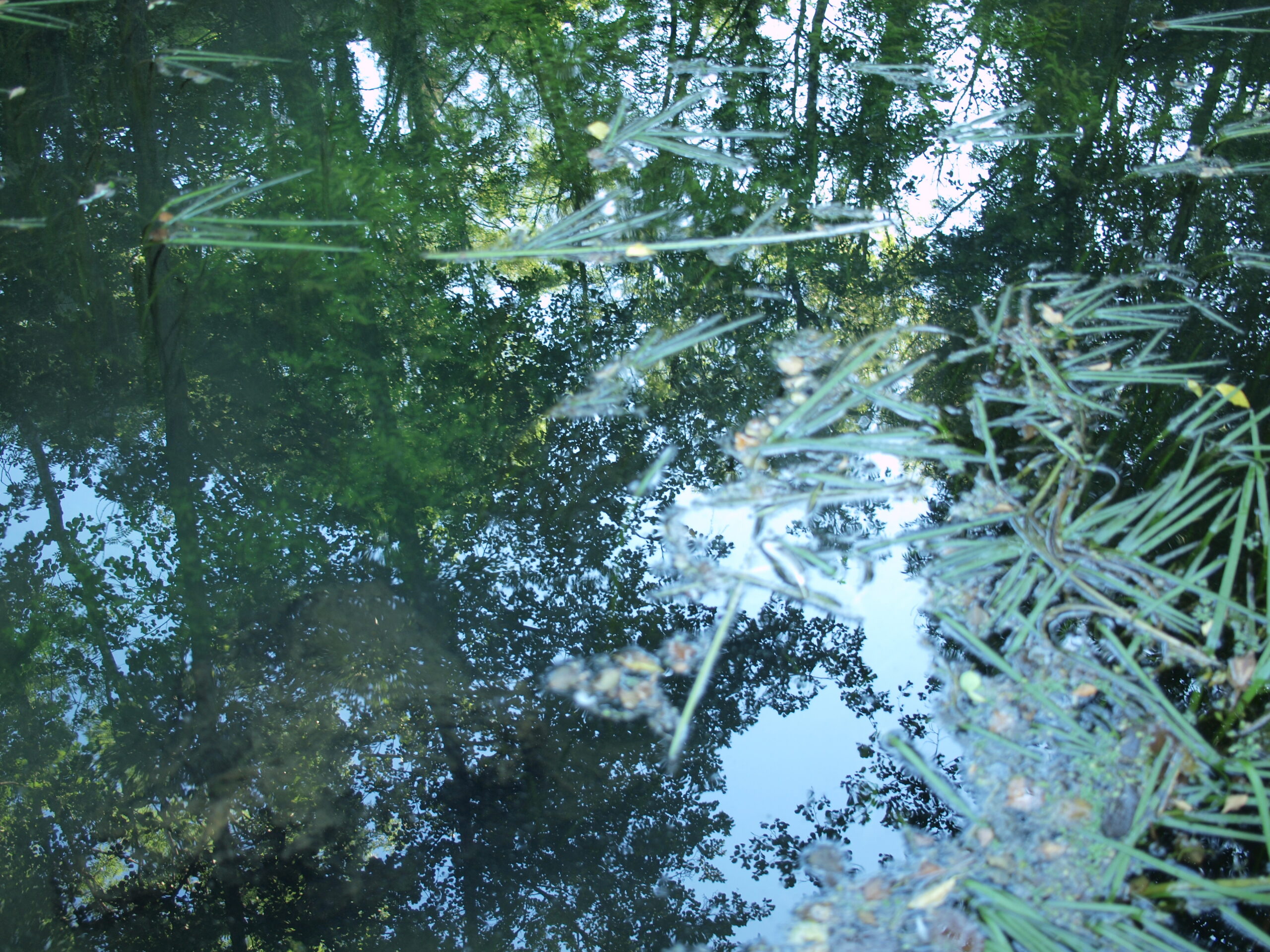 L'Ouche et ses reflets