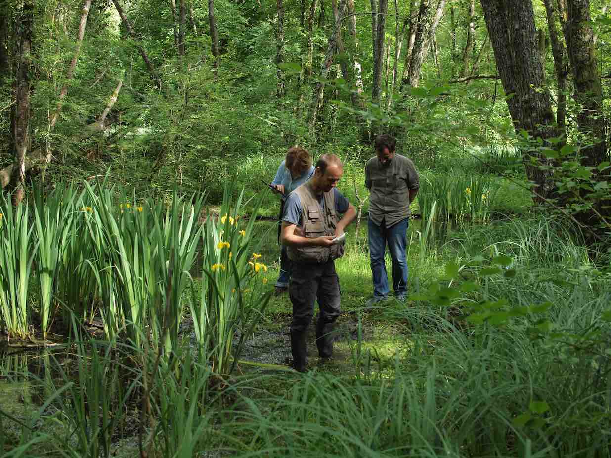 Observation des plantes au bord de la rivière Observation scientifique